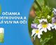 Očianka Rostkovova a jej vplyv na oči